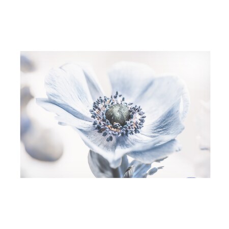 Philippe Sainte Laudy 'Anemone White' Canvas Art,12x19